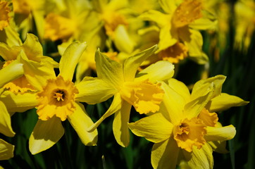 view on spring narcissus flowers. Narcissus flower also known as daffodil, daffadowndilly