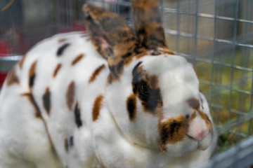Rabbit in the cage. Rabbit farm.