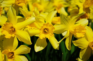 view on spring narcissus flowers. Narcissus flower also known as daffodil, daffadowndilly