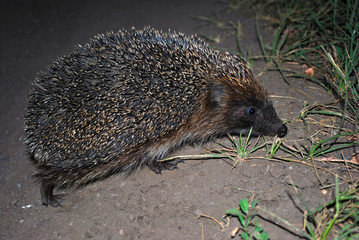 Hedgehog walking in the dark, side view, blurry green grass and gray soil background