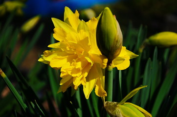 view on spring narcissus flowers. Narcissus flower also known as daffodil, daffadowndilly