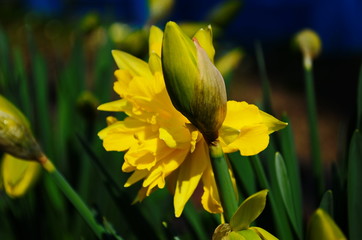 view on spring narcissus flowers. Narcissus flower also known as daffodil, daffadowndilly