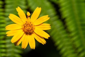 Exotic flowers of the island of Madagascar