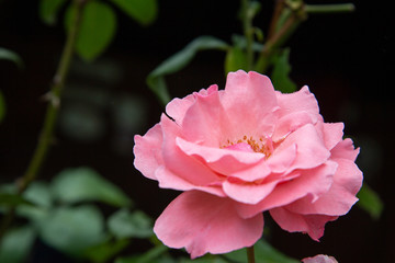 Exotic flowers of the island of Madagascar