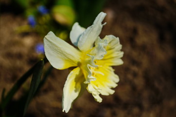 view on spring narcissus flowers. Narcissus flower also known as daffodil, daffadowndilly
