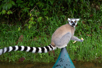Fototapeta premium A ring-tailed lemur in the rainforest on the island of Madagascar