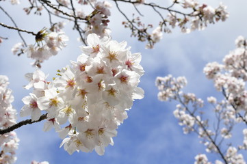 Obraz premium 安城公園 満開の桜と春の青空