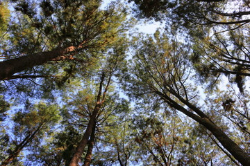 trees and sky