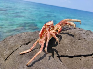 crab on the beach