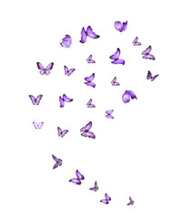 Naklejka na ściany i meble Flock of flying butterflies isolated on white