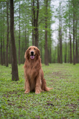Golden retriever playing in the woods