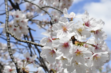安城公園 満開の桜と春の青空