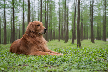 Golden retriever lying on the grass