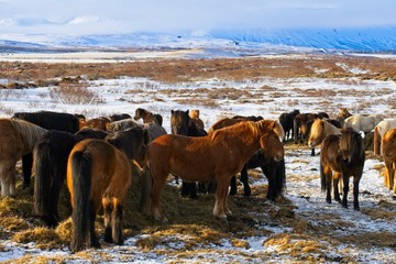 Pack of Icelandic horses