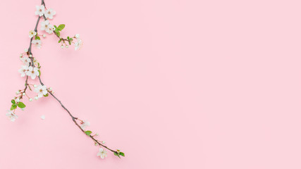 Obraz na płótnie Canvas Cherry branch with white blooming flowers. Tender photo with a branch of blooming cherry with white flowers and green leaves on a pink background. Place for text or logo. Flat lay. Spring time.