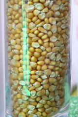 Corn seeds in a transparent flask.