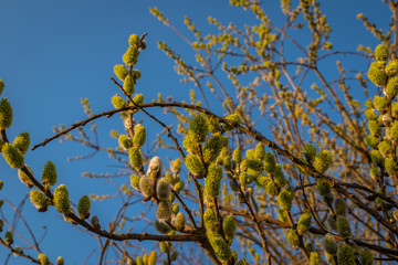willow flowers against the blue sky