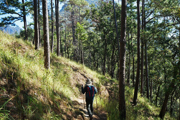 A backpacker trekking among natural green forest park