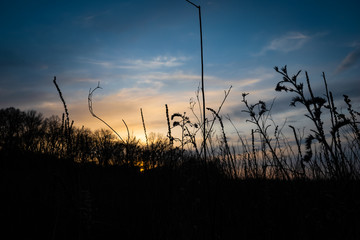 Obraz premium sunset in the grass