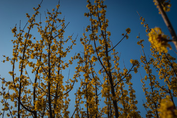 sea buckthorn flowers on a background of blue sky