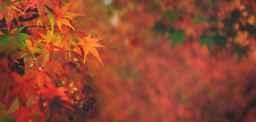 Autumn forest leaves - Powered by Adobe
