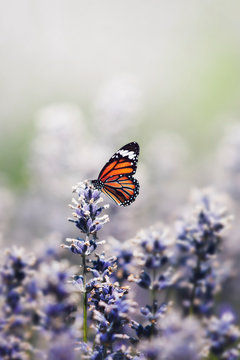 Fototapeta Butterfly in the wild