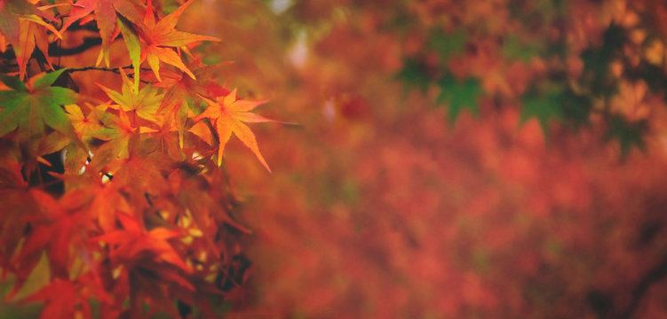 Fototapeta Autumn forest leaves