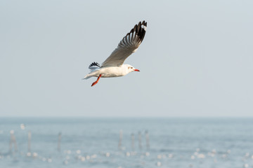 Fototapeta na wymiar Bird (Seagulls) flying on the sky at a nature sea