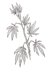 Cannabis plant, medical marijuana with leaves monochrome sketch