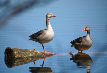 2 Gänse im Uferdickicht