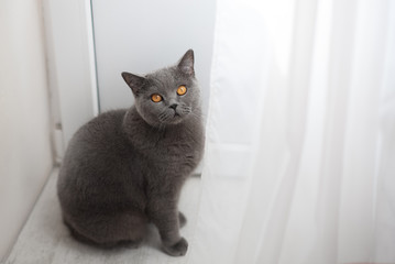 Beautiful young British cat on a gray background.