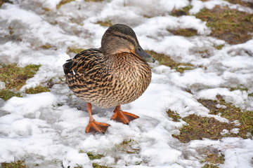 Female mallard duck Anas platyrhynchos on ground