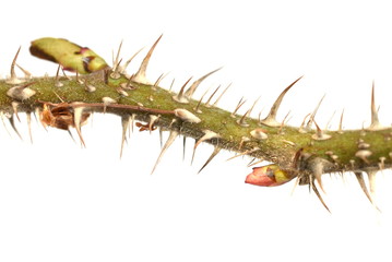 Buds protected by thorns on green rose shrub stem isolated on white background