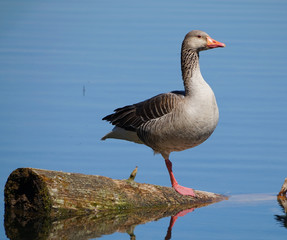 Schöne Gans