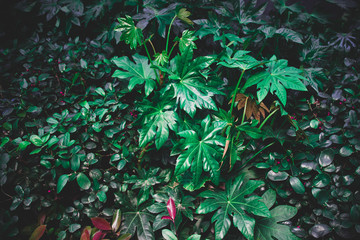 Flowers and plants in the garden