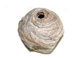 Old abandoned stinger wasp nest isolated on white background