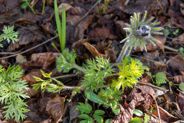 Die Gewöhnliche Kuhschelle (Pulsatilla vulgaris, auch Gewöhnliche Küchenschelle genannt, ist eine Pflanzenart in der Familie der Hahnenfußgewächse (Ranunculaceae). 