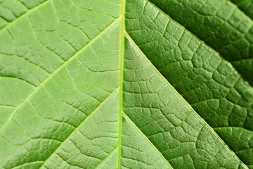 Closeup on a green leaf plant photosynthesis