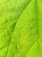 Fototapeta na wymiar Closeup on a green leaf plant photosynthesis