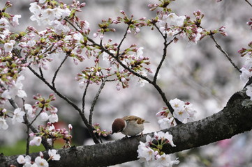 満開のさくらの枝にとまるスズメ（安城公園）