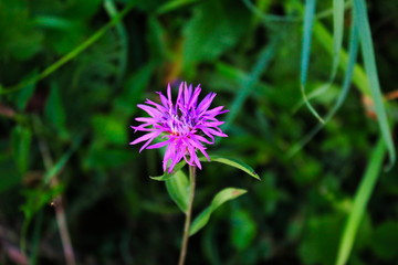 Flower of Centaurea nigra, lesser knapweed, common knapweed, black knapweed, hardheads