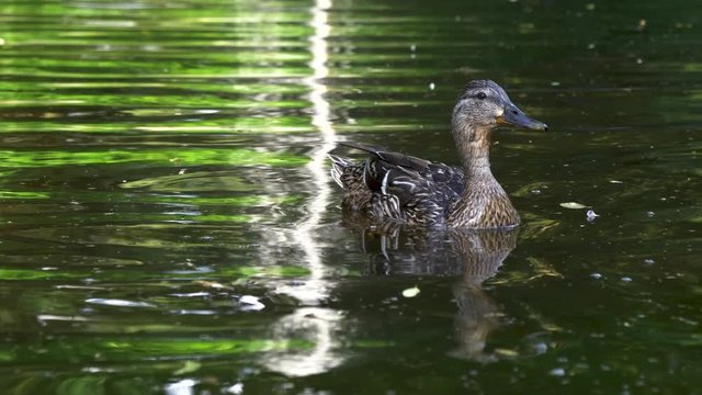 Duck mum and her children
