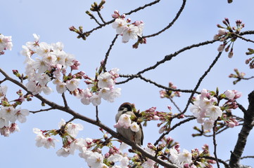 安城公園 青空のさくらとスズメ