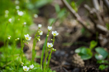 Saxifraga Paniculata (alpine saxifrage) blooming in the garden. Selective focus. Shallow depth of field.