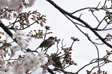 安城公園 咲き始めのさくらの枝にとまるスズメたち