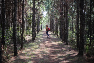 Obraz premium Woman walking in pine forest in Phu Kradueng National Park, Loei, Thailand