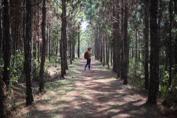 Obraz premium Woman walking in pine forest in Phu Kradueng National Park, Loei, Thailand