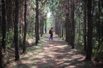 Woman walking in pine forest in Phu Kradueng National Park, Loei, Thailand