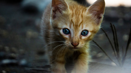 portrait of a cat with a blue eyes
