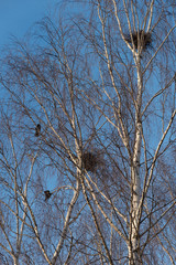 Raven nests on birches at sunset in early spring